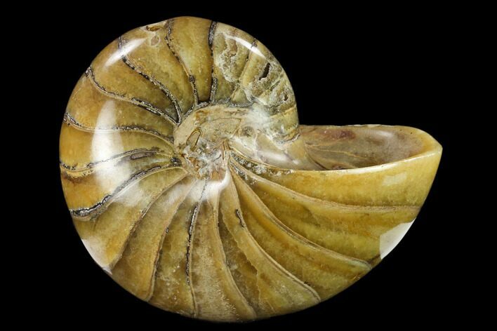Polished Fossil Nautiloid (Cymatoceras) - Madagascar #133194